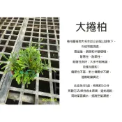 心栽花坊-大捲柏/捲柏/3吋/期間限定/小品/蕨類/觀葉植物/綠化植物/特價50