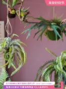 銀聯網日用品生活館 掬涵蕨類植物吊球仿真垂吊綠植波士頓蕨鹿角蕨壁掛擺件裝飾
