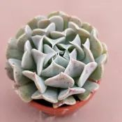 4公分盆“革命”🔥穩根品🌵多肉植物❤️蘭心花卉