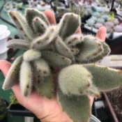 安格拉閃光兔耳 多肉植物