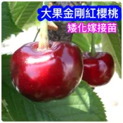 大果金剛紅櫻桃苗🟡矮化嫁接🟡最新技術🟡新手佳🟡盆栽陽台快速產果 櫻桃 櫻桃苗 櫻桃樹 盆栽 水果苗 矮生盆栽 矮化盆栽