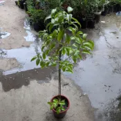 台灣土肉桂苗，濃濃的肉桂味，葉子，枝條都可以直接泡茶