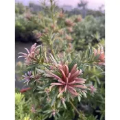 《🌿伍寶園藝木藝》太子妃羅漢松
