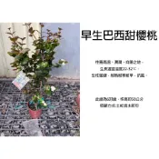 心栽花坊-早生巴西甜櫻桃/早生巴西櫻桃/超商只限一盆一定會裁切/6吋/水果苗/櫻桃品種/平地會生/售價560特價450