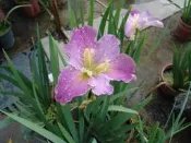 ╭＊田尾玫瑰園＊╯水生植物-(西施)鳶尾280元/盆