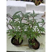 秀山農場~ 芳香萬壽菊~三寸盆~~(苗#104~4)