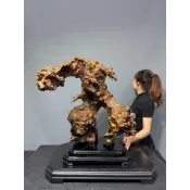 阿一藝品 高檔越南【檜木瘤】原木瘤花 重油紋路 自然藝原木 開運收藏 招財旺運 招財擺件 C58
