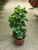 ╭＊田尾玫瑰園＊╯景觀植物-(黃金福祿桐)高40cm200元