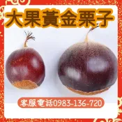 ✨新苗漂亮販售中，季節性落葉【大果黃金栗子】嫁接苗 黃金板栗 一般栗子 甘甜栗子 早油板栗 桂花香板栗