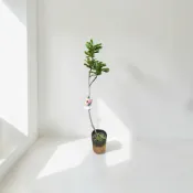 植物空間 大果楊梅4.5寸 黑炭楊梅 東魁楊梅 果樹 果苗 水果植物