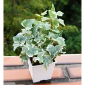 常春藤 長春藤 斑葉常春藤 3寸 (清淨空氣植物) 室內外植物 觀葉植物 (生長勢有直或橫)【花樣渼栽盆栽生活館🌿】