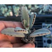 多肉植物-優雅兔（穴盤苗不附花牌）-慈碩農場