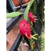 《小園丁》火龍果（紅肉）枝條