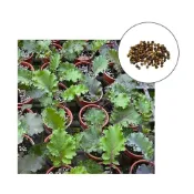 (店+)【蔬菜之家】A113.紅舞捲葉羽衣甘藍種子0.35克約100顆蔬菜種子 葉菜種子 羽衣甘藍