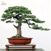 松樹種子（100粒） 四季種植 美人鬆 油鬆 華山鬆 鬆樹盆栽旺宅好運觀賞盆栽松樹 觀賞花卉種子 羅漢松造景盆栽種子
