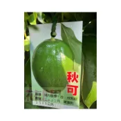 (店+)花森好市-水果苗 秋可 酪梨  花季11至翌年3月 8吋盆美植袋高40-60cm