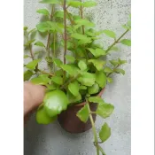 臥地延命草(盆)18元