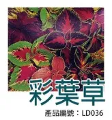 *滿1200免運*【LD036】DIY種子栽種 成就滿滿~彩葉草 【園丁花圃】
