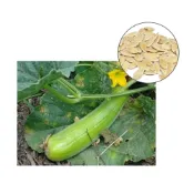 (店+)【蔬菜之家】大包裝G16.越瓜青醃瓜)種子600顆 (蔬菜種子
