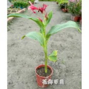 《花鄉苗圃》  美人蕉、桃紅微黃邊