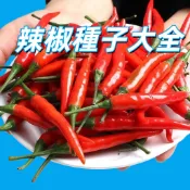 【辣椒種子大全】朝天椒 鬼椒 雞心椒 墨西哥辣椒 青龍 紅椒 黃辣椒 燈籠椒 種子 盆栽 陽台 居家 自種 可食用