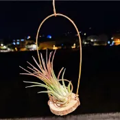(柯比植物)空氣鳳梨花架 旋轉實木空鳳架  空鳳花架 空鳳底座  有鋁勾  空鳳架 空鳳原木吊架 可旋轉 大量可批發