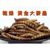 乾燥大麥蟲、黃金大麥蟲、大麥蟲、麥皮蟲、乾燥麵包蟲 麵包蟲 適用 烏龜飼料 守宮 烏龜 水龜 澤龜 蜜袋鼯 倉鼠 龍魚