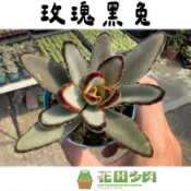 《花田多肉》🌵【玫瑰黑兔】 3吋盆 多肉植物/戶外植物/景天科/多肉