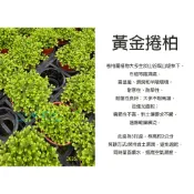心栽花坊-黃金捲柏/3吋/小品/蕨類/觀葉植物/綠化植物/特價50