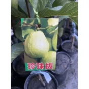 《花果山🐒》 -- 各種芭樂/拔苗 : 四季珍珠拔/四季水晶拔/四季黃金蜜拔/四季無籽水蜜拔 4.5寸靠接苗