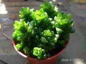 多肉植物C476水晶殿 姬玉蟲  2020302
