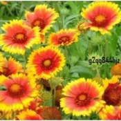 ✨天人菊種子（多入組）菊花種子 太陽菊 萬壽菊 波斯菊 四季播種 耐寒耐熱 陽台庭院盆栽 花卉種子