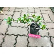 ●○植宅●○圓葉榕(造型)●○4吋盆●○觀葉植物●○