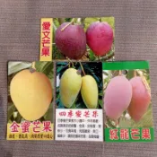土芒果苗蝦取宅配 愛文芒果苗四季蜜芒果苗金蜜芒果苗金煌滿4棵出貨可合併其它品項