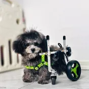 (店+)【ChocoPet 趣寵】寵物輪椅 中小型犬傷殘疾癱瘓 多尺寸可選（狗狗輪椅 寵物輔助車 狗助行器）