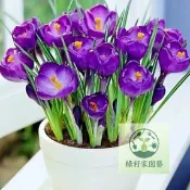 （快速出貨）藏紅花種子 四季開花 耐寒凍花 藏紅花種子 藏紅花植物 四季播種 四季陽台庭院花子 可食用 可觀賞