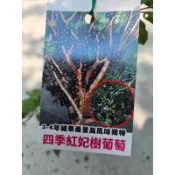 ★綠霖園藝★四季紅妃樹葡萄 3寸半盆 新興果樹/水果樹苗/美觀植物/果苗/嫁接/植物