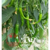 【野菜部屋~】M04 清香菜用辣椒(甜不辣椒)種子0.55公克(約80粒) 結果多 果長羊角型 ~