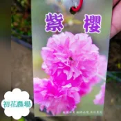 初花農場|紫櫻|櫻花|櫻花苗|4.5吋盆|--特價230
