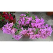 花田里_圍籬植物  九重葛-(日本三葉紫)  6吋盆 爭奇鬥艷的花兒 (依農場相似花色出貨)