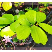 芙菈朵森林 墨西哥幸運草 墨西哥鐵樹 幸運鐵樹 3吋盆 室內盆栽 觀葉植物