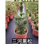三河黑松/黑松/永吉種苗園