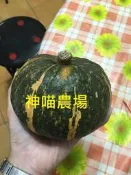 神喵農場.. 小栗子南瓜 種子8顆$35