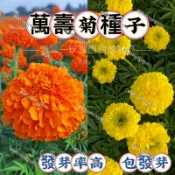 現貨 💥【萬壽菊種子】（250粒） 四季開花 發芽率高 易養活 菊花種子 花卉種子 耐寒耐熱 觀賞花卉 庭院陽台盆栽種子