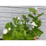 茉莉花（不是田土不必洗根換土）超香🌺茉莉花.會香的花.清香.美植袋盆栽
