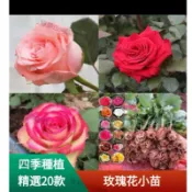自家種植 🌹【14款玫瑰花小苗】🌹  大花月季玫瑰花苗  濃香型耐寒好養綠植花卉盆栽室內外陽台