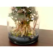 【金線連組培瓶苗】台灣金線蓮 金線蘭 金絲線 組織培養苗 無菌健康種苗 量大可議