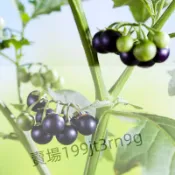 現貨 龍葵種子（500粒）龍葵 種子 烏甜仔菜 菜籽 野菜 烏仔菜 黑籽仔菜抗乾旱.抗濕冷.栽培容易.嫩莖及葉片可食用