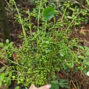 （胡椒種子） 白胡椒木種子 黑胡椒木種子 多年生高產 四季春播食用香料種籽 小院陽台種植