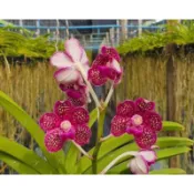 大眾蘭園  萬代蘭 Vanda DJ Pink Spot